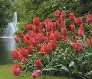 Holland - Land der Tulpen